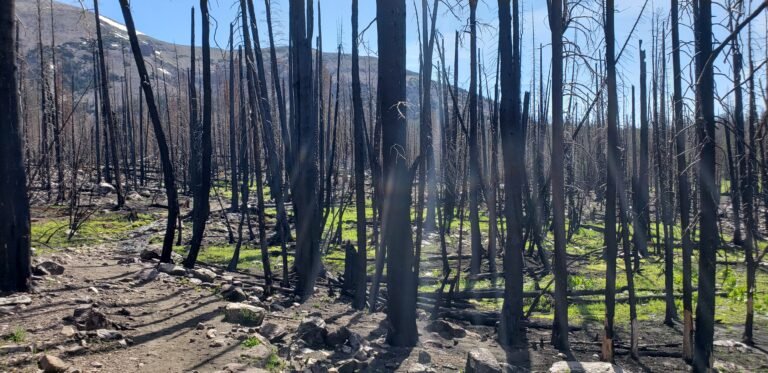 Trees burned by fire