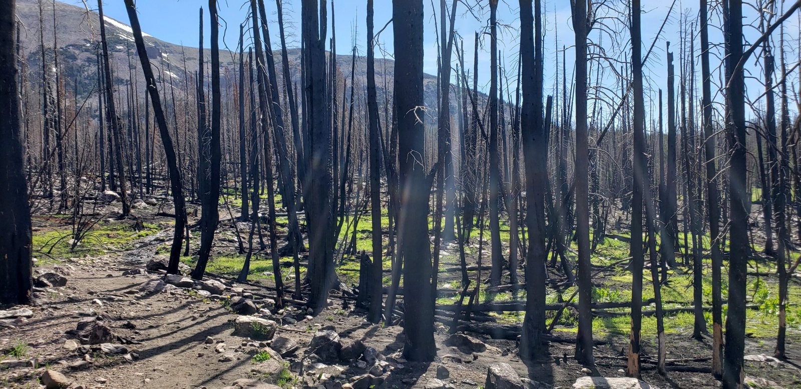 Trees burned by fire