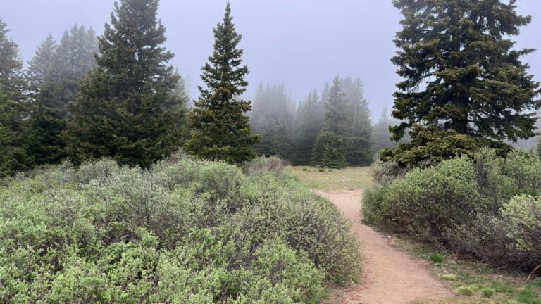 Fork in the trail, foggy ahead