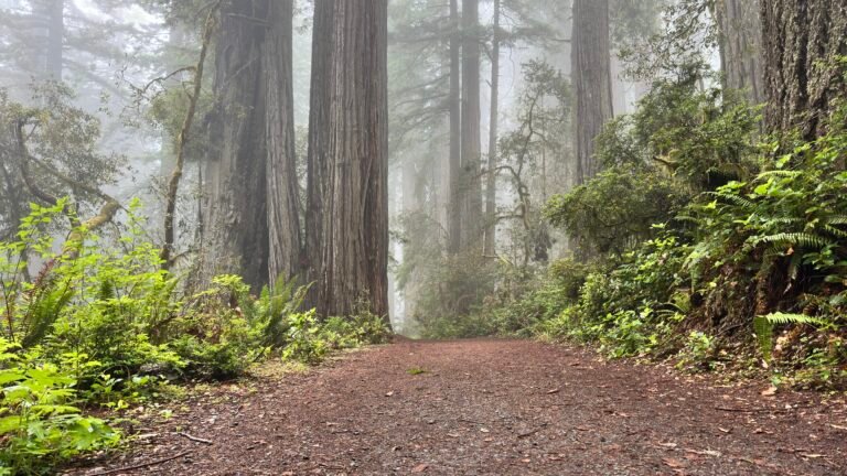 A wide path leading into a foggy redwood forest, ferns and undergrowth on either side