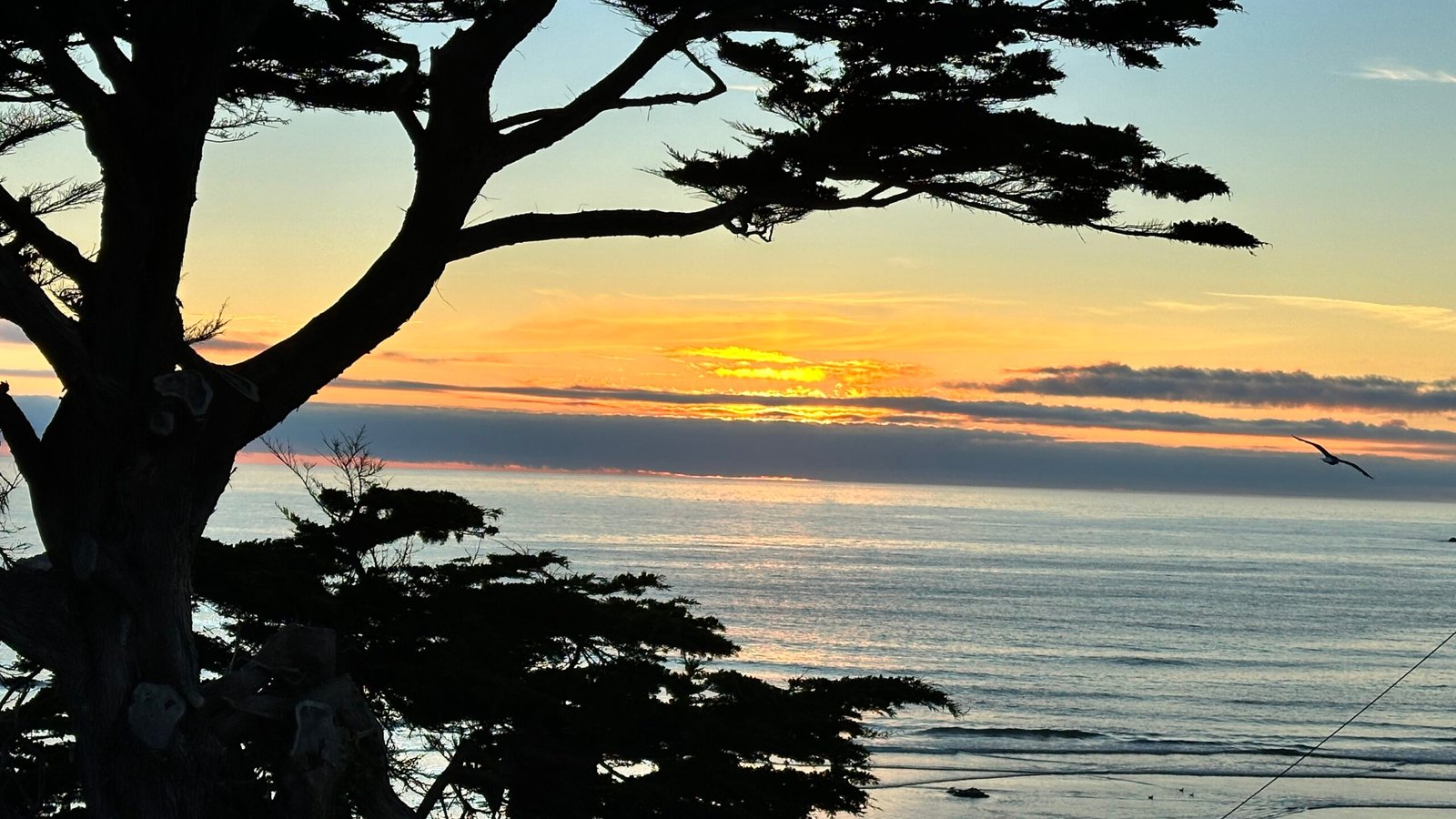 cypress at sunset framing ocean horizon, bird in flight