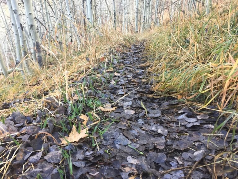 Leaves on a trail